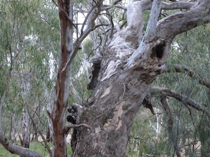 Narrandera Wetlands, Narrandera, NSW