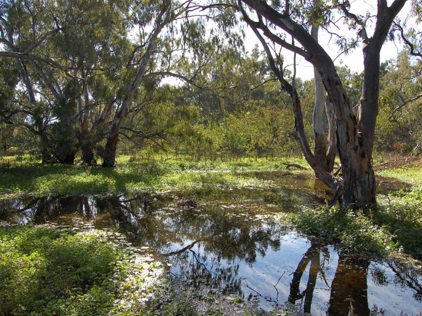 Macquarie Marshes Nature Reserve, Macquarie Marshes, NSW