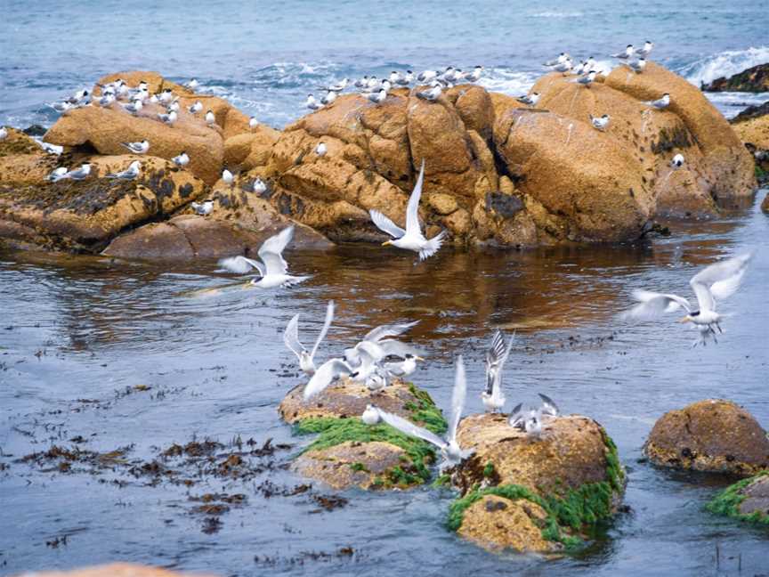 Point Hicks Marine National Park, Genoa, VIC