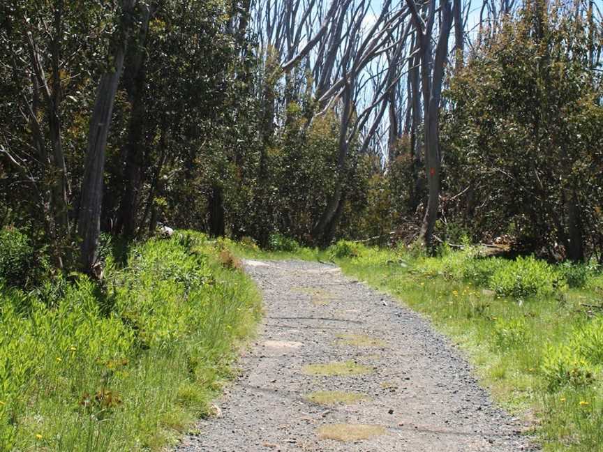 Lake Mountain Summit Walk, Marysville, VIC