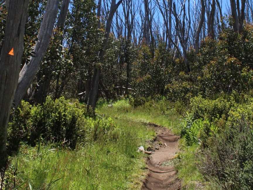 Lake Mountain Summit Walk, Marysville, VIC