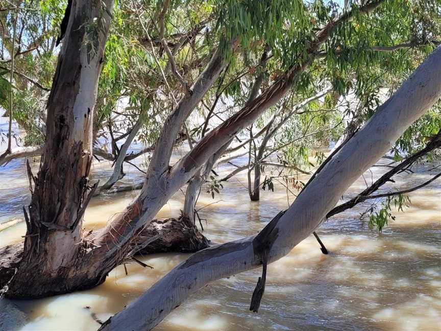 Morton Boulka picnic area, Menindee, NSW