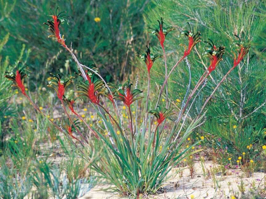 Wildflowers of the Mid West, Mullewa, WA