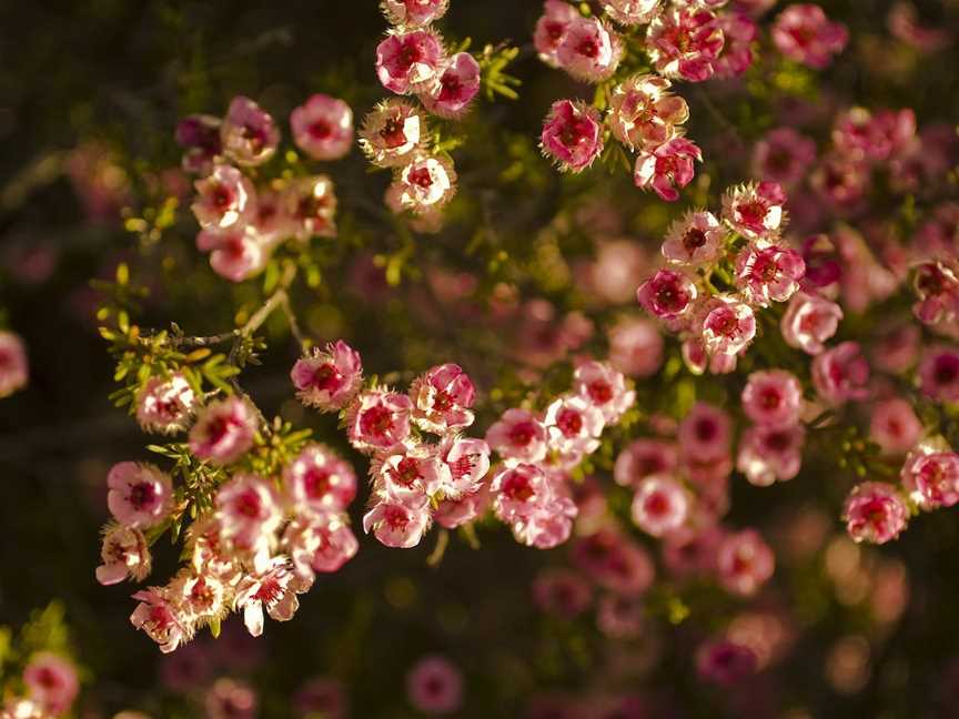 Wildflowers of the Mid West, Mullewa, WA