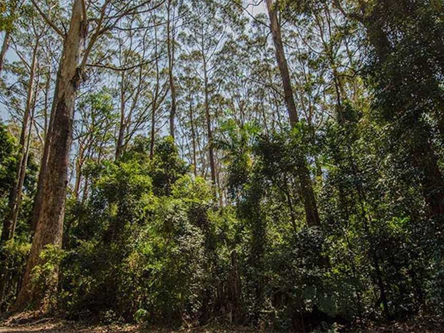 Bird Tree picnic area, Middle Brother, NSW