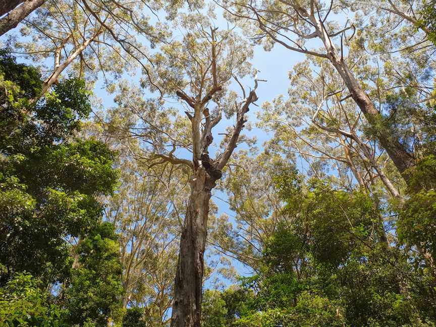 Middle Brother National Park, Middle Brother, NSW