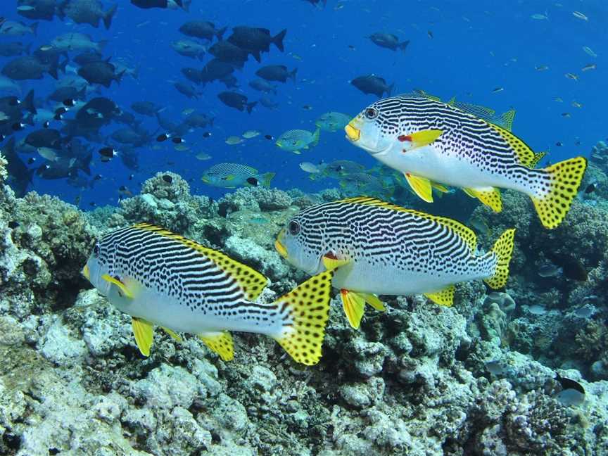 Three Sisters Dive Site, Cairns City, QLD