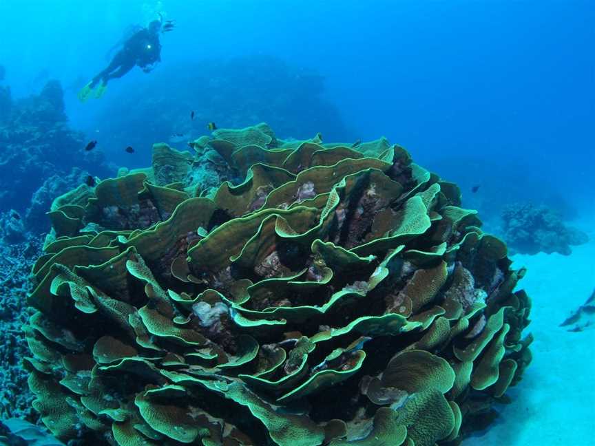 Three Sisters Dive Site, Cairns City, QLD