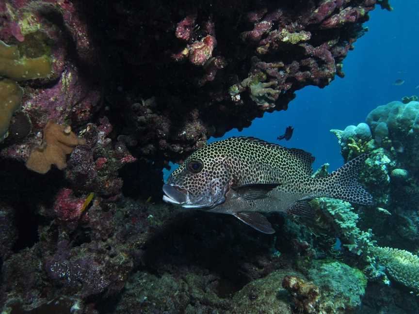 The Oasis Dive Site, Cairns City, QLD