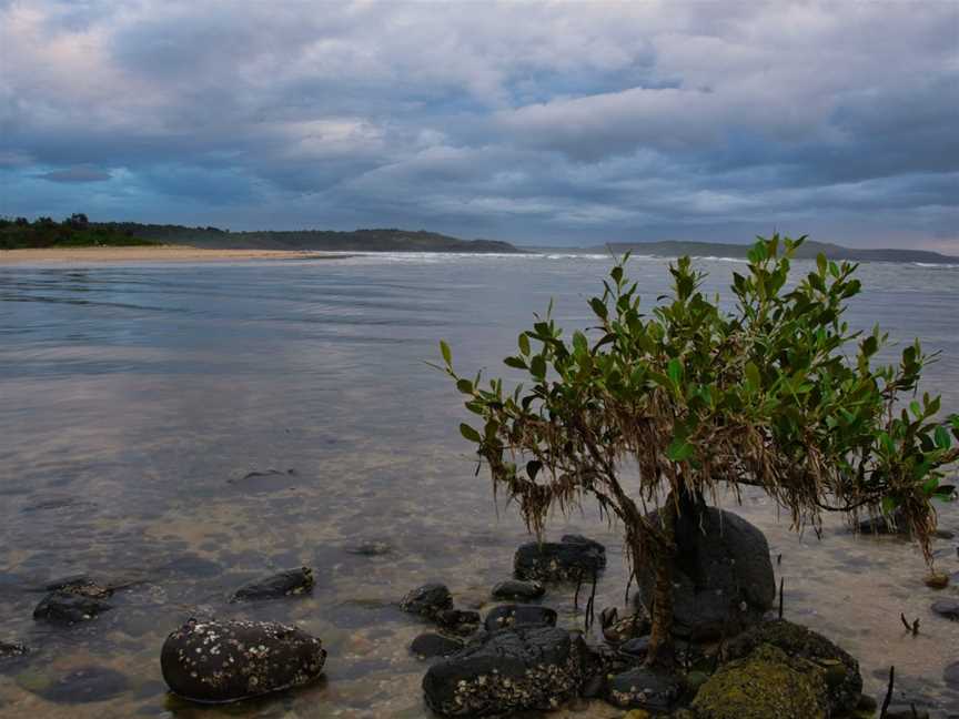 Minnamurra River, Minnamurra, NSW