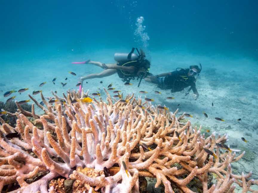 Lady Bowen Dive Site, Mission Beach, QLD