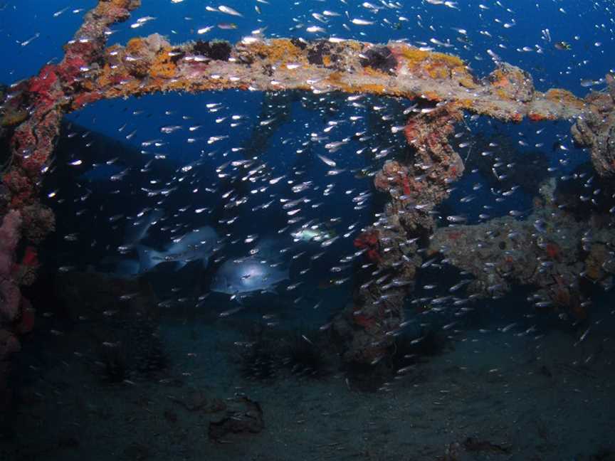 Lady Bowen Dive Site, Mission Beach, QLD