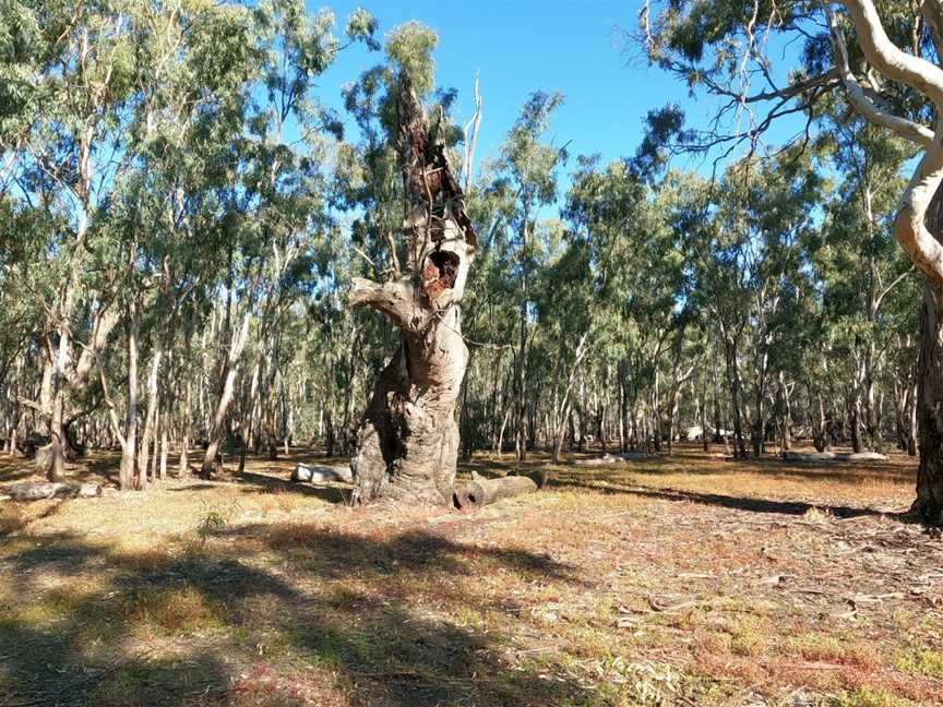 Barmah National Park, Barmah, VIC