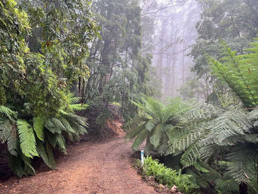 Monga National Park, Monga, NSW