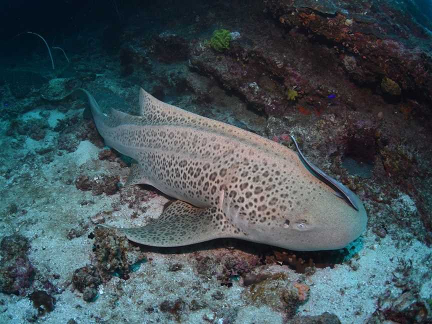 Barwon Banks Dive Site, Mooloolaba, QLD