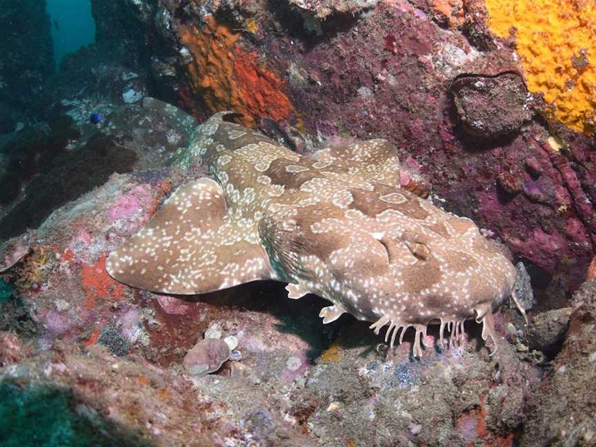 Hanging Rock Dive Site, Mooloolaba, QLD