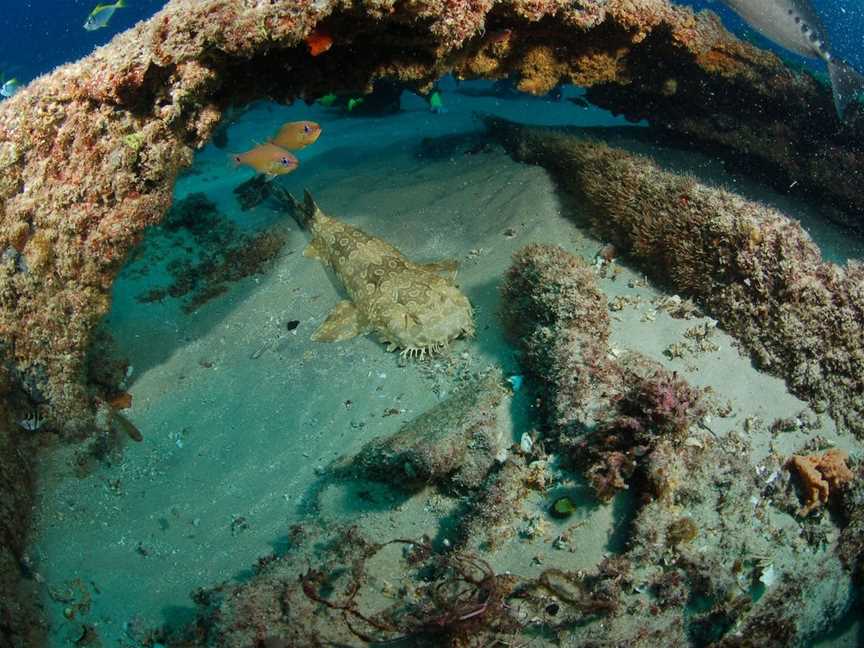 Aarhus Dive Site, Moreton Island, QLD