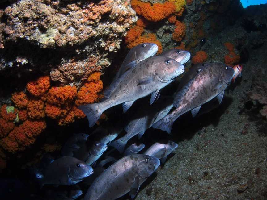 Gotham City Dive Site, Moreton Island, QLD