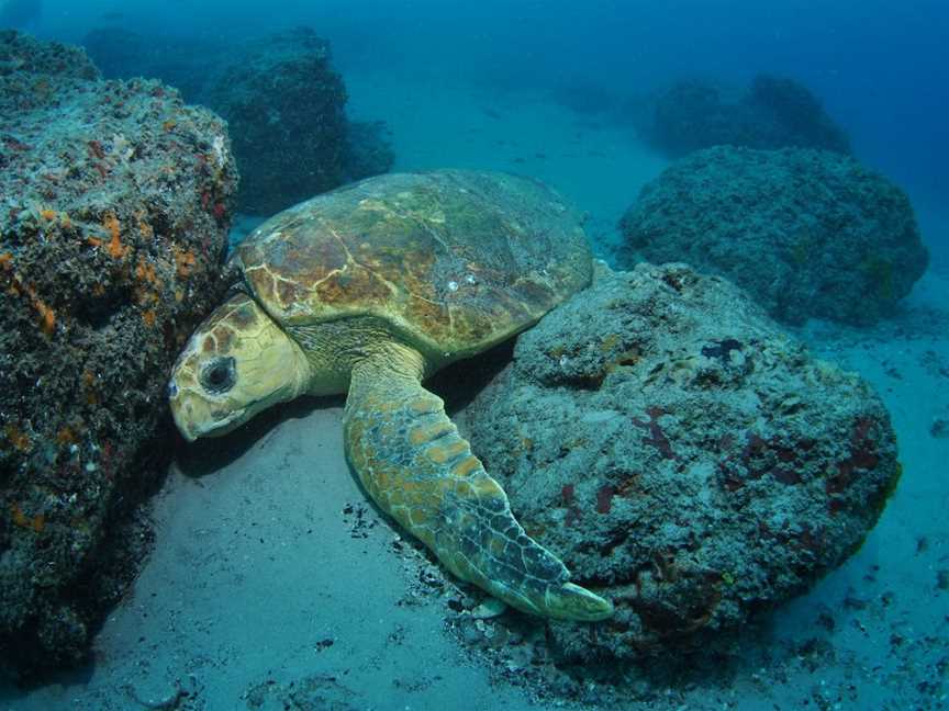 The Pines Dive Site, Moreton Island, QLD