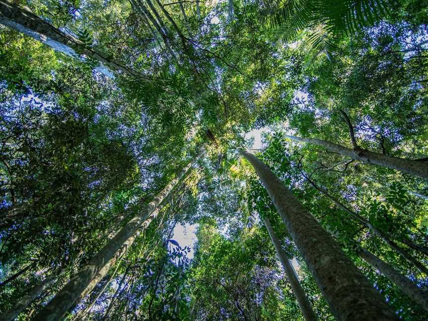 Thylogale Track, Mount Nebo, QLD