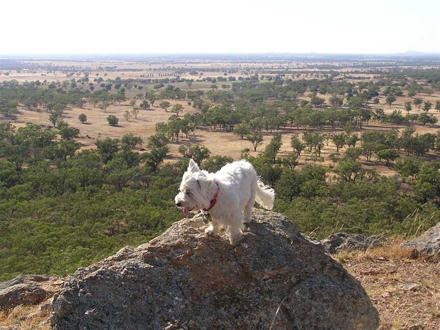 Mount Tilga, Condobolin, NSW