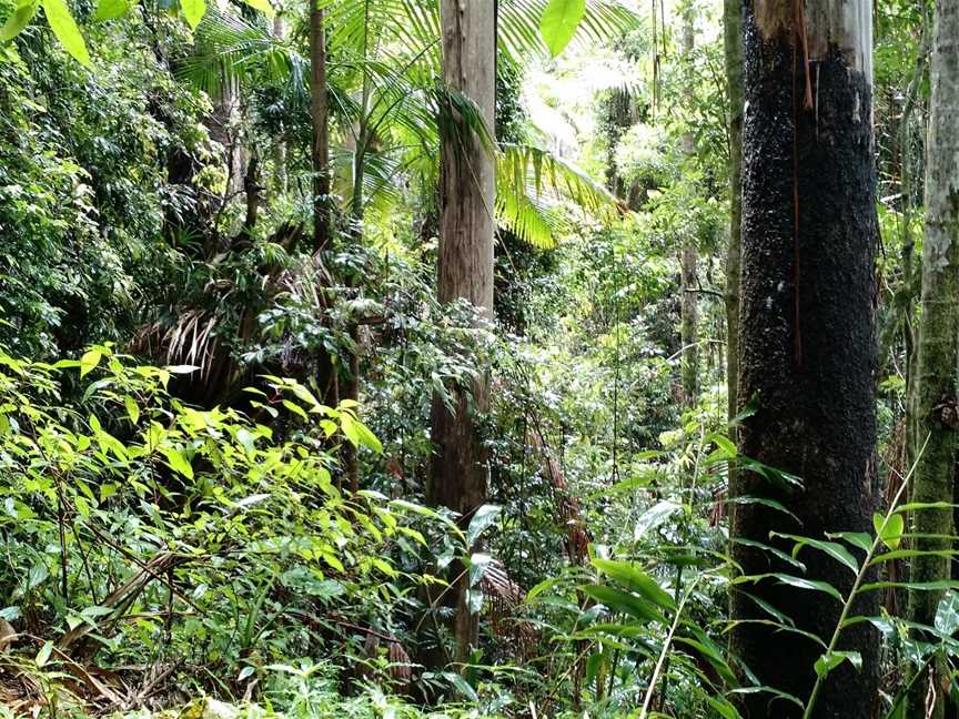 Wollumbin National Park, Mount Warning, NSW