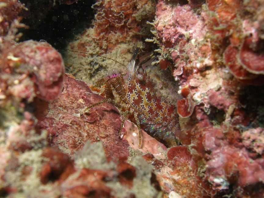 Mudjimba (Old Woman) Island Dive Site, Mooloolaba, QLD