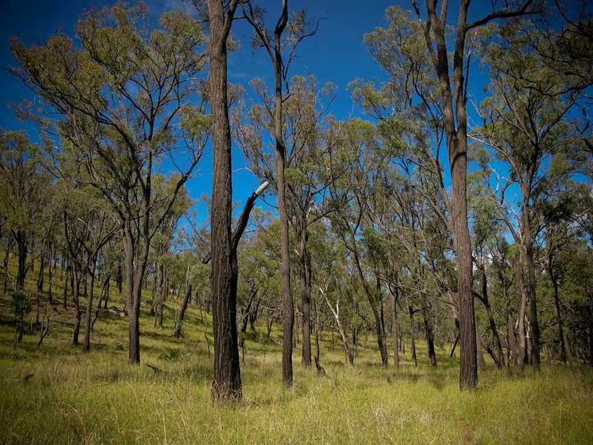 Mount Moffatt,  Carnarvon National Park, Carnarvon National Park, QLD