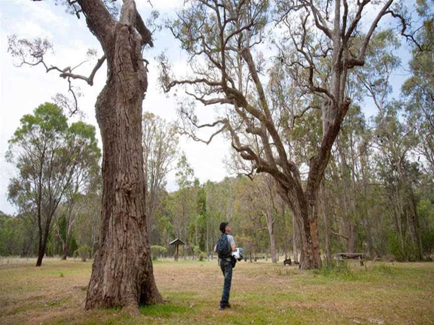 Moolarben picnic area, Munghorn, NSW