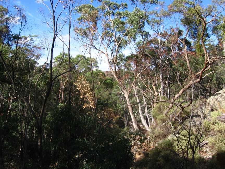 Werribee Gorge State Park, Pentland Hills, VIC