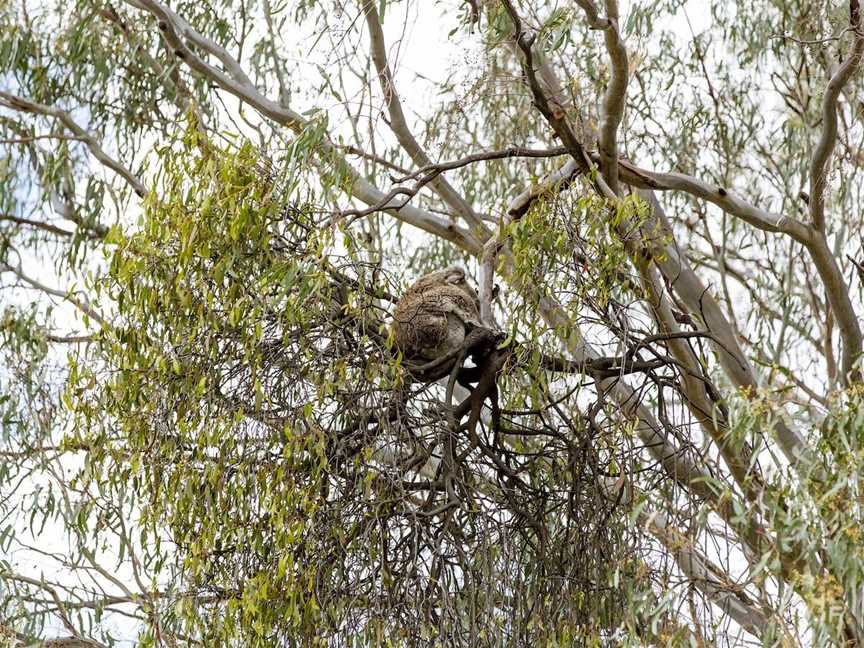 Koala Spotting Narrandera, Narrandera, NSW