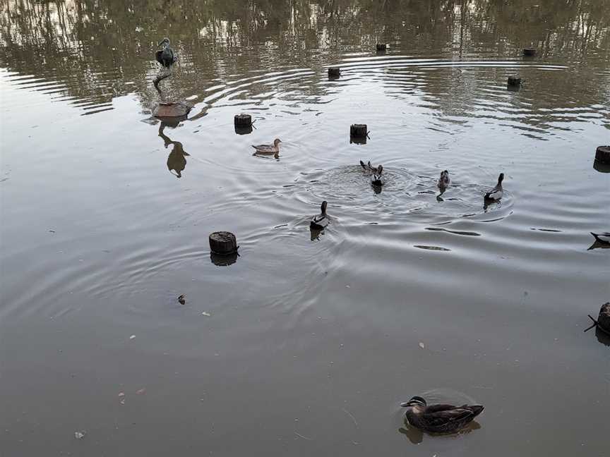 Fay Smith Wetlands, Maryborough, QLD