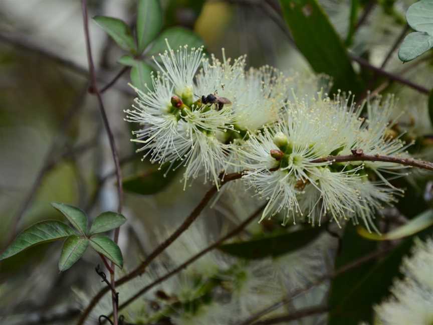 Fay Smith Wetlands, Maryborough, QLD