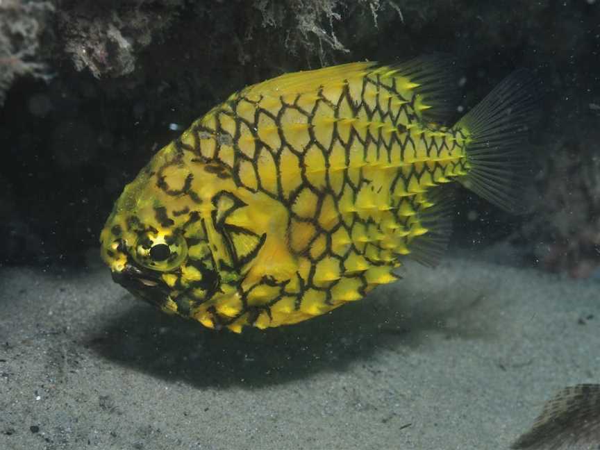 The Seaway Dive Site, Southport, QLD