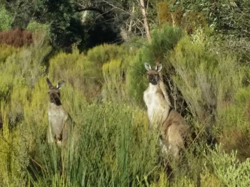 Ngarkat Conservation Park, Lameroo, SA