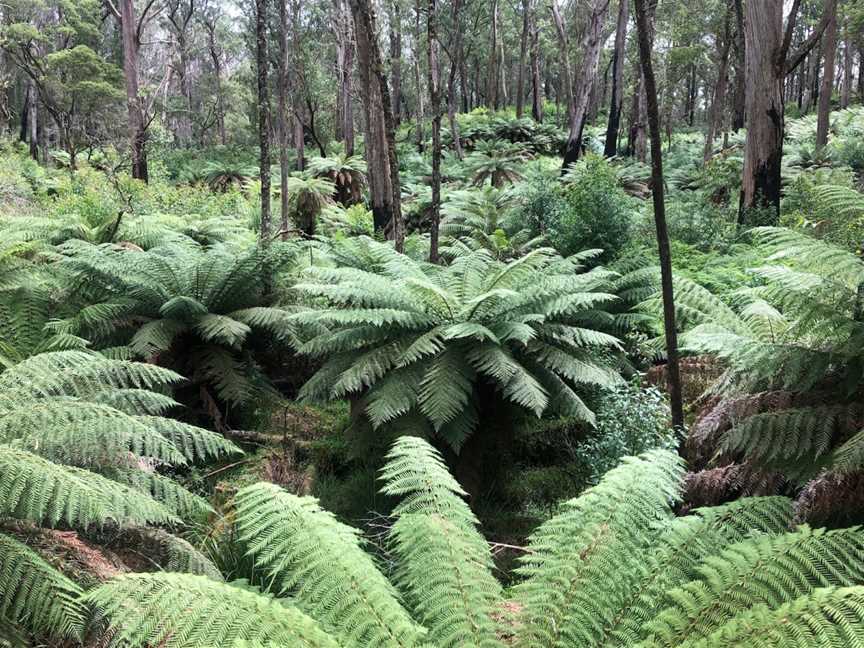 Corn Trail Walking Track, Buckenbowra, NSW