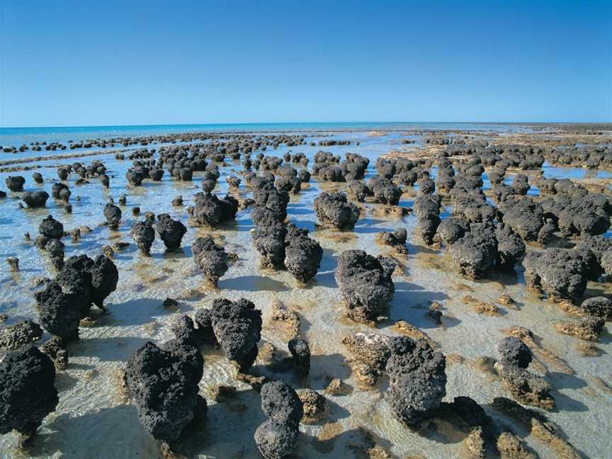 Hamelin Pool Stromatolites, Hamelin Pool, WA