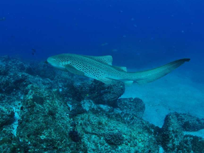 Palm Beach Reef Dive Site, Gold Coast, QLD