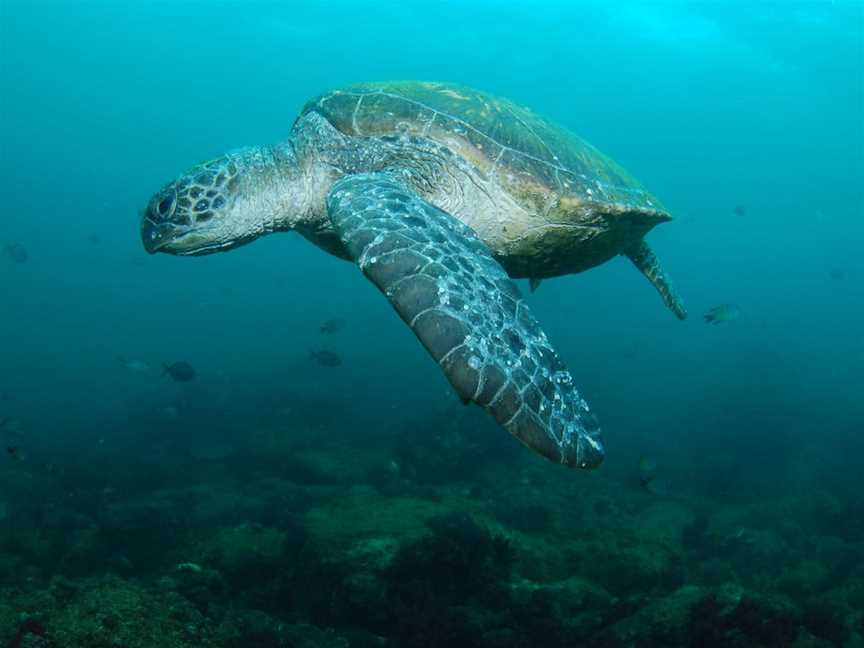 Palm Beach Reef Dive Site, Gold Coast, QLD