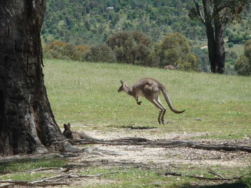 Tidbinbilla Nature Reserve, Paddys River, ACT