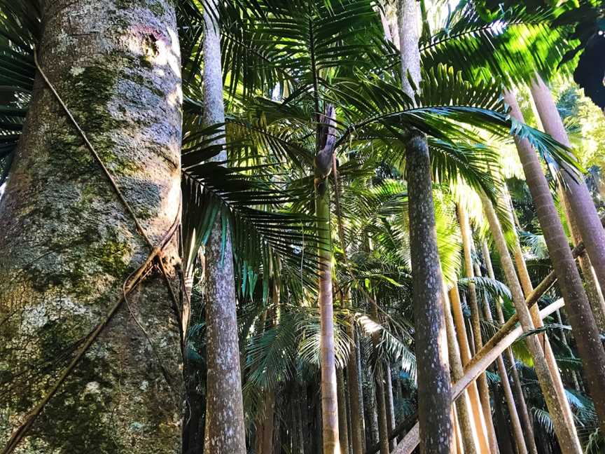 The Palms National Park, Cooyar, QLD