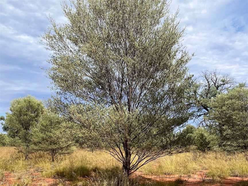 Charleville Botanic Reserve, Charleville, QLD