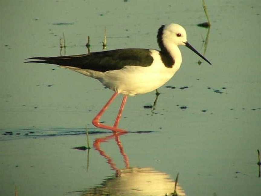 Fivebough Wetlands, Leeton, NSW