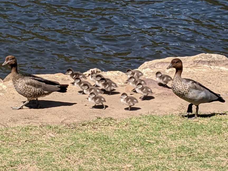 Fitzpatrick Park, Picnic Point, NSW