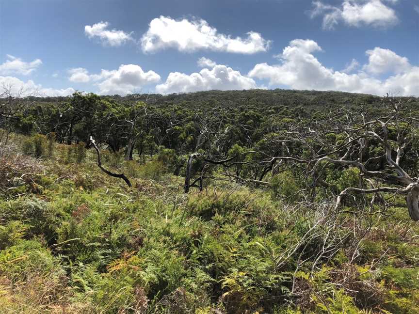 Mount Richmond National Park, Gorae, VIC