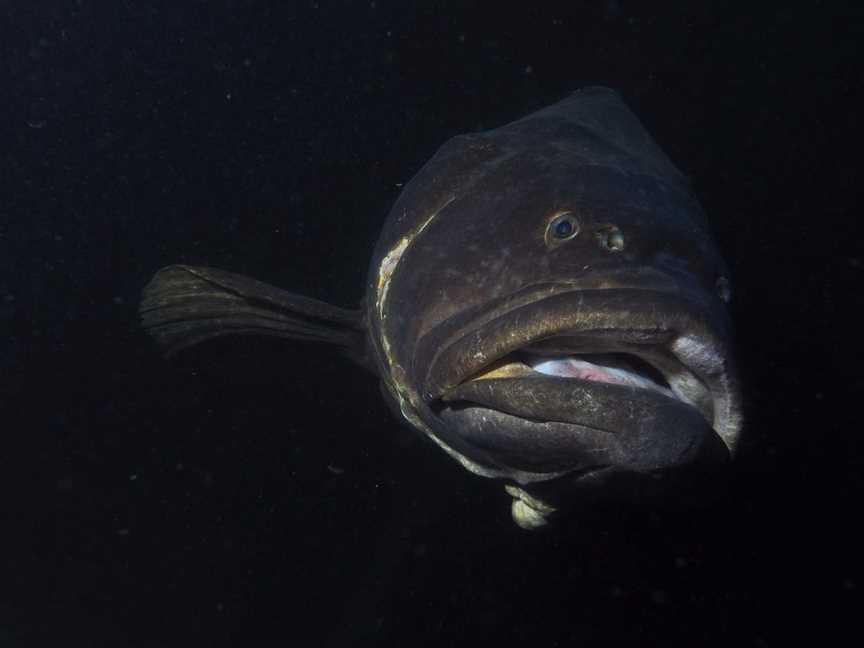 RMS Quetta, Punsand, QLD