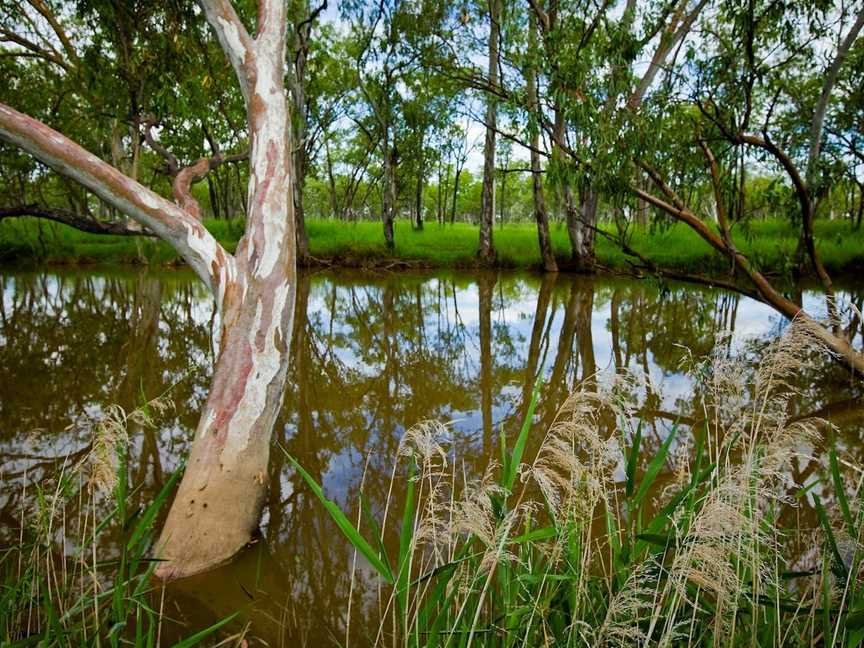 Injune Lagoon Walk, Injune, QLD