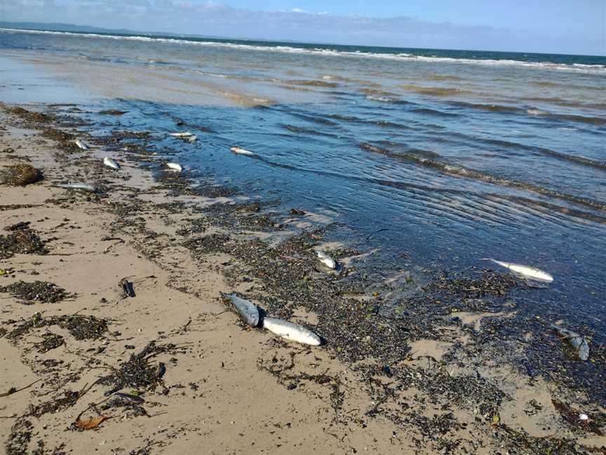 Red Beach, Bongaree, QLD