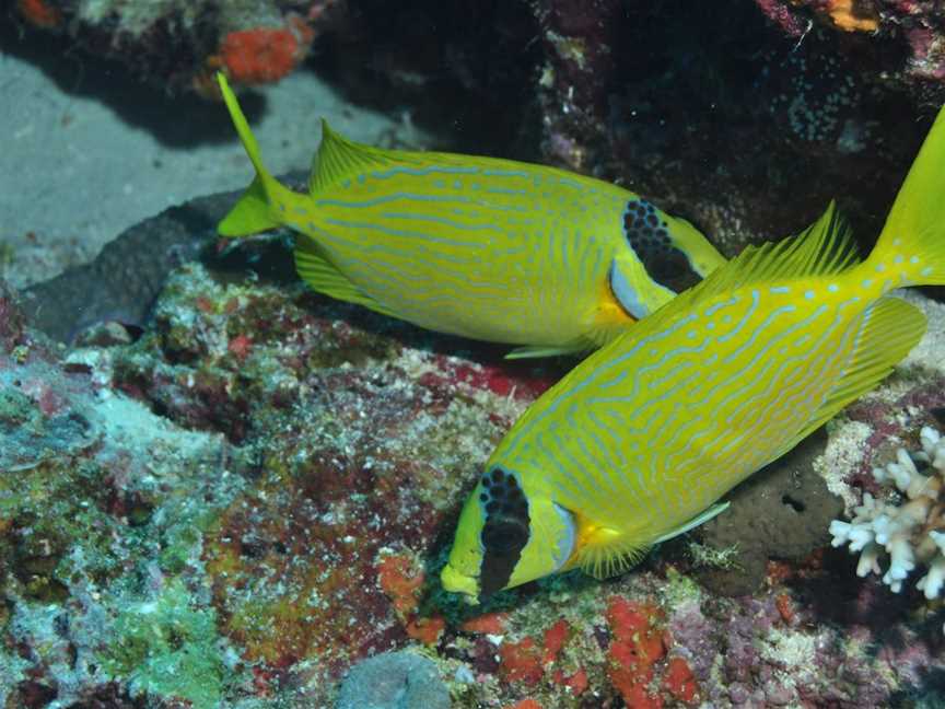 Snake Pit Dive Site, Cairns City, QLD