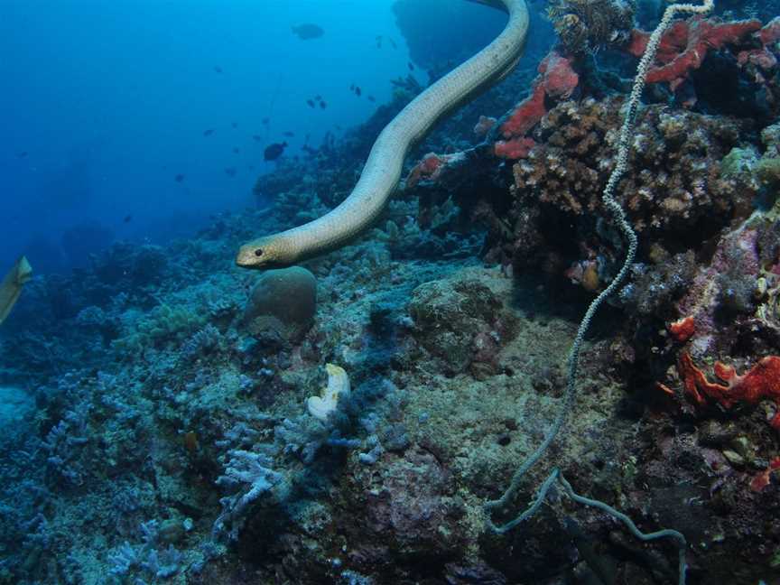 Two Towers Dive Site, Cairns City, QLD